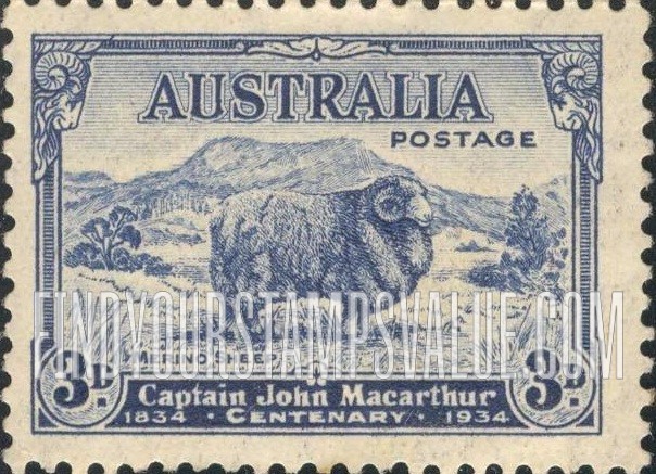 Merino Sheep