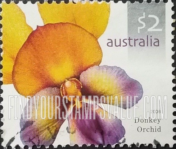 Flowers: Donkey orchid