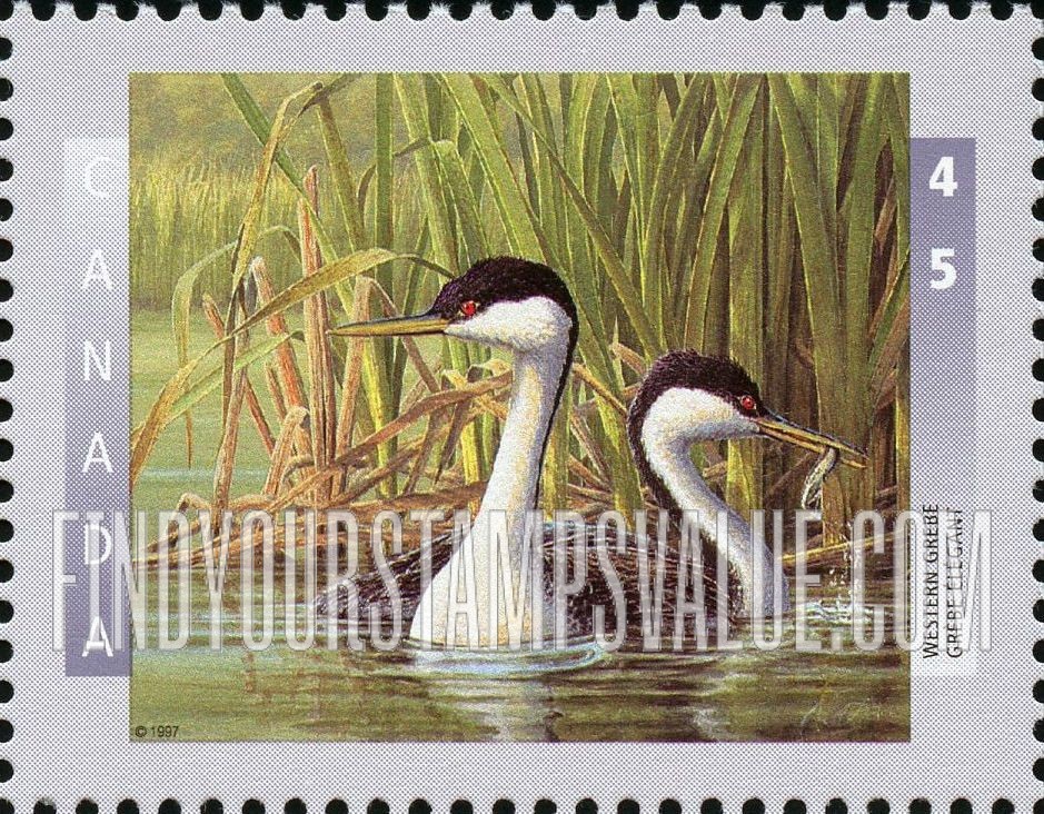 Bird Type of 1996: Western grebe