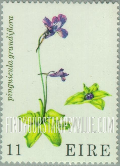 Wild flowers: Large-flowered butterwort