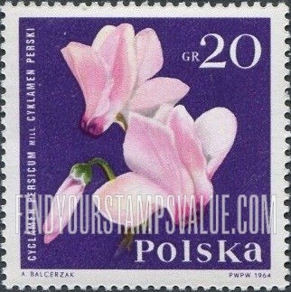 Garden Flowers: Cyclamen