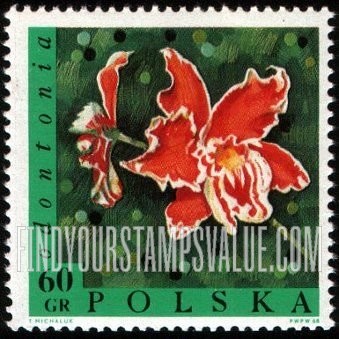 Exotic Flowers: Odontonia