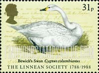 FindYourStampsValue: Great Britain (United Kingdom): The Linnean Society of London, 200th Anniversary - Bewick's Swan