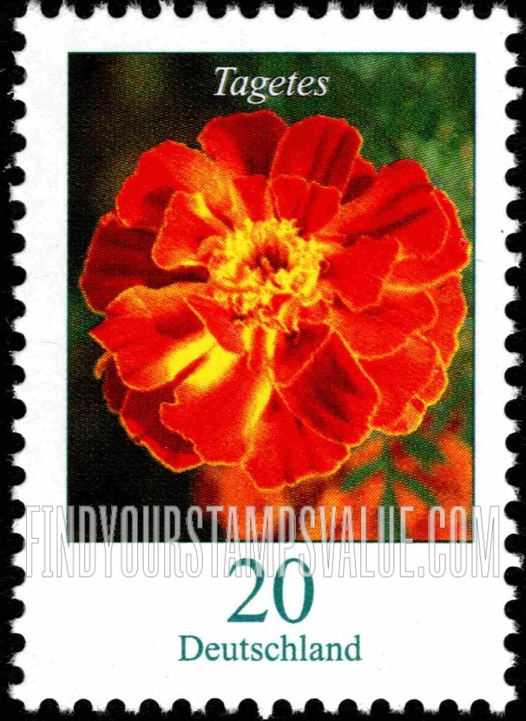 Flowers: Tagetes (marigold)