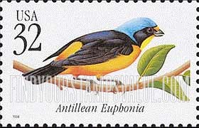TROPICAL BIRDS - Antillean Euphonia