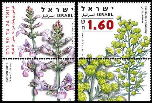 Medicinal Herbs and Spices in Israel