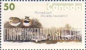 Bird Paintings by John James Audubon: Horned lark