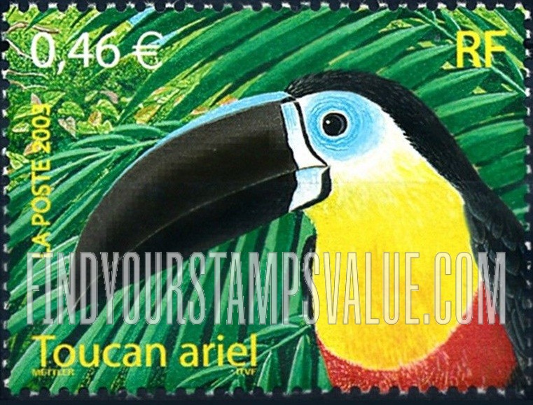 Birds:  Toucan ariel (Ramphastos vitellinus)