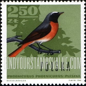 Forest Birds: European redstart