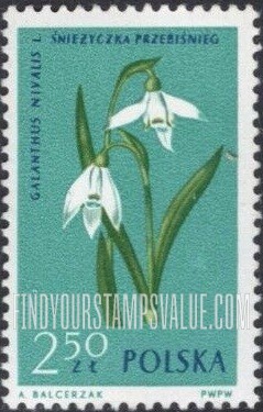 Flowers: Snowdrop