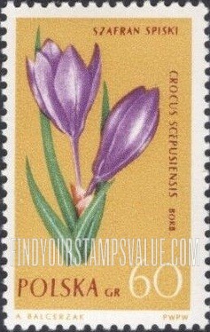 Flowers: Crocus