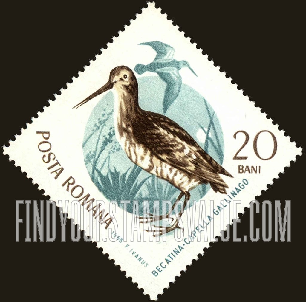 Birds: Eurasian snipe