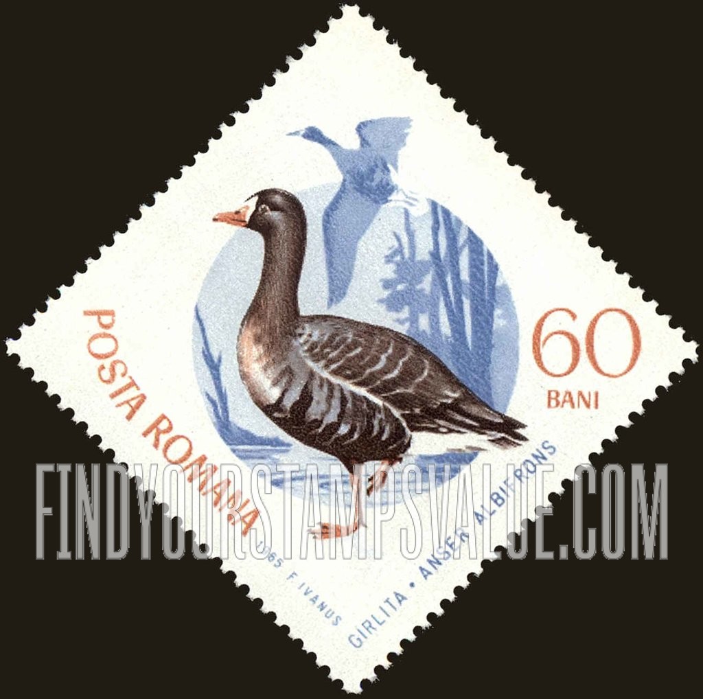Birds: White-fronted goose