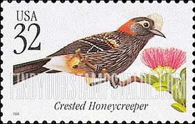 TROPICAL BIRDS - Crested Honeycreeper
