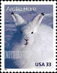 ARCTIC HARE - Arctic Animals