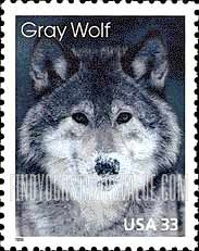 GRAY WOLF - Arctic Animals