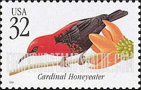 TROPICAL BIRDS - Cardinal Honeyeater