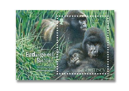 Endangered Species - Mountain Gorilla