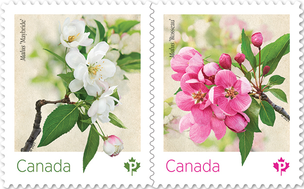 Canada Post marks the beginning of spring with two flower stamps!