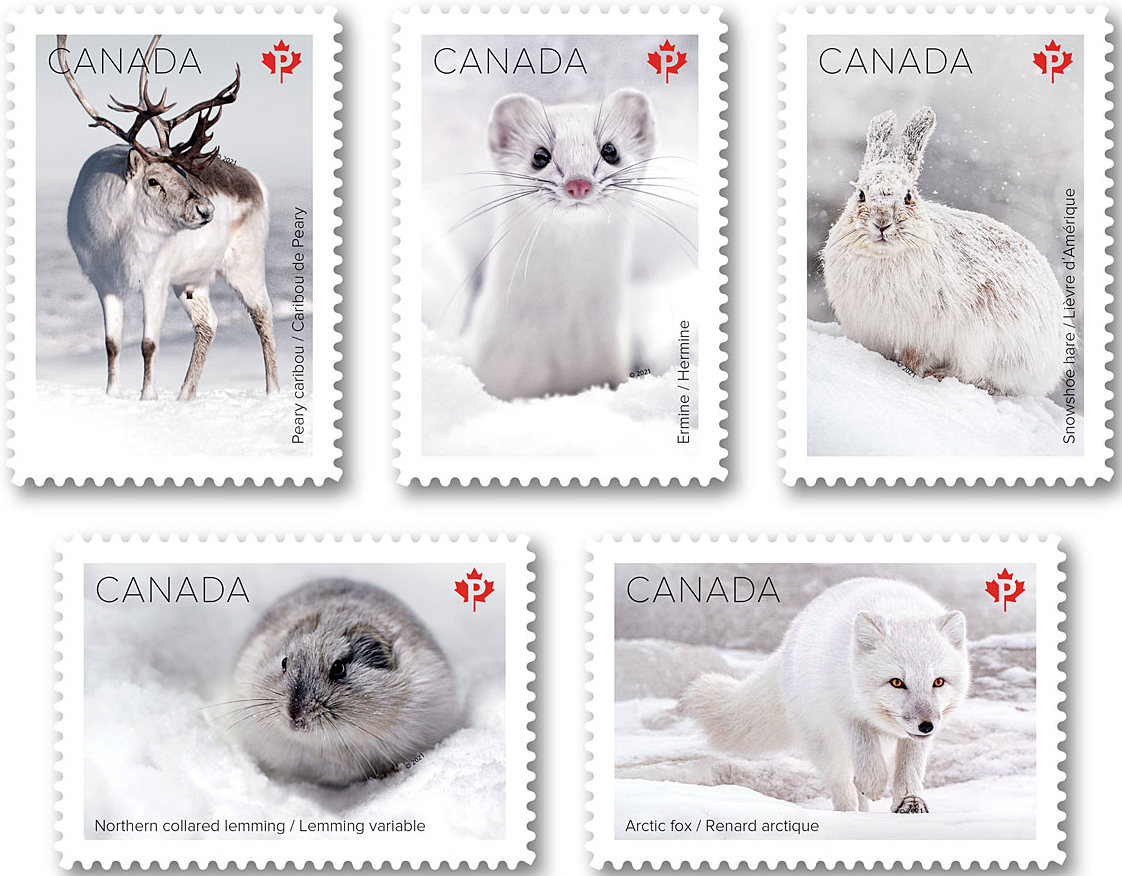 Five new Canadian stamps feature snow mammals!