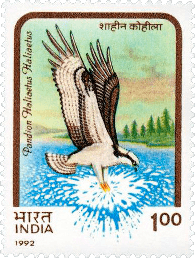 Inde oiseaux de proie erreur, 1992