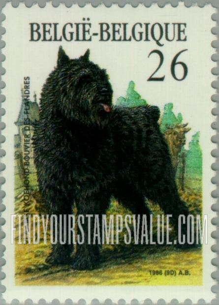 Dogs: Flemish cattle dog