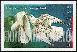 Bird Paintings by John James Audubon: Gyrfalcon