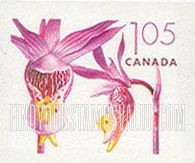 Flowers: Pink fairy slipper