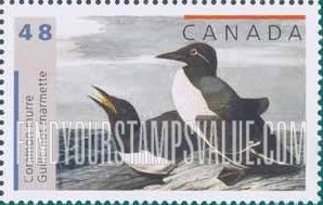 Bird Paintings by John James Audubon: Common murre