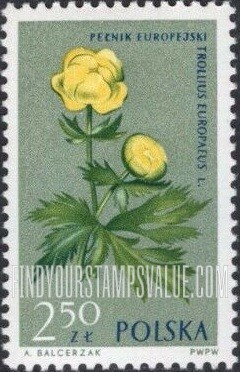 Flowers: Globeflower