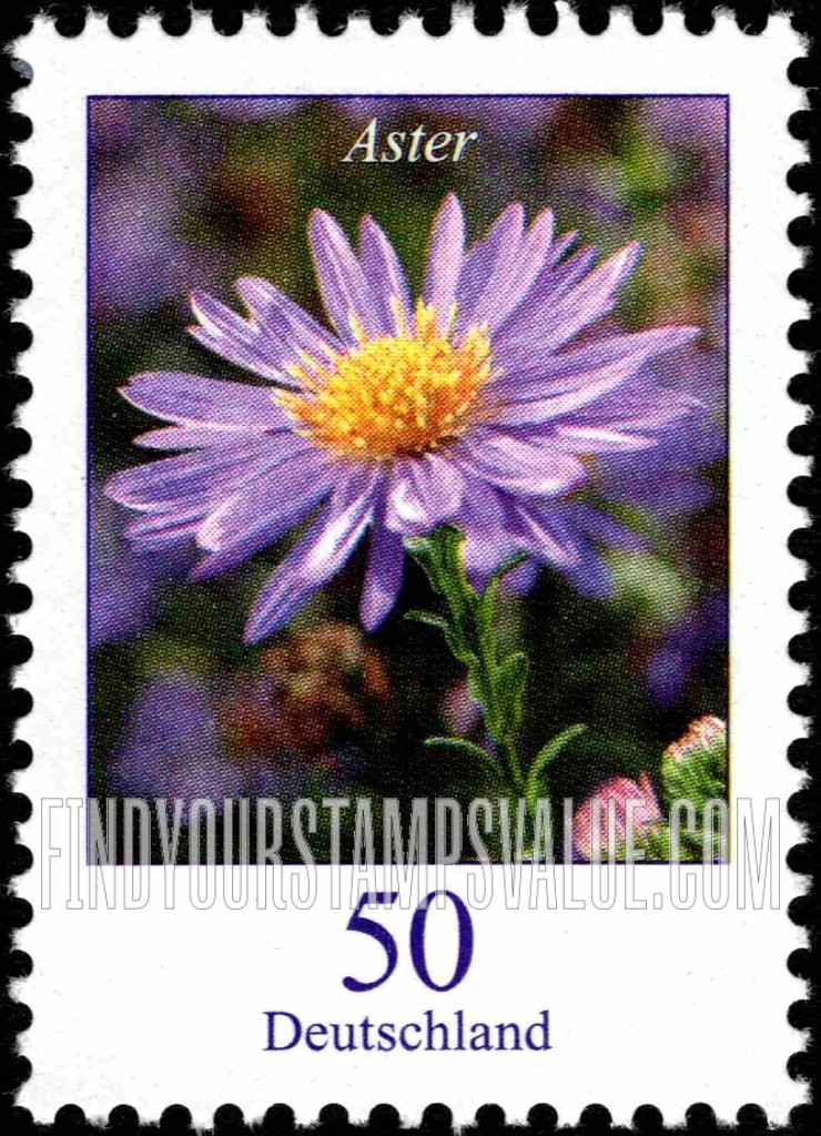 Flowers: Aster