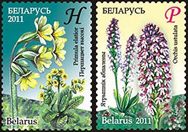 Endangered plants of Belarus on stamps