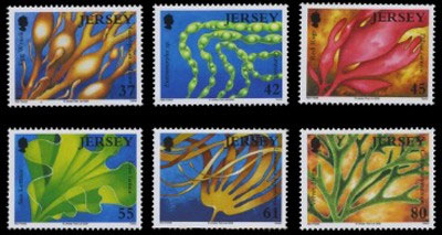 Jersey Marine Life VII - Seaweed