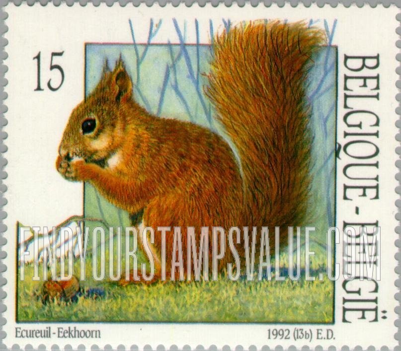 Animals: Squirrel