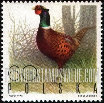 Game Birds: Ringnecked Pheasant
