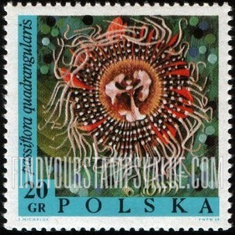 FindYourStampsValue: Exotic Flowers: Passiflora quadrangularis