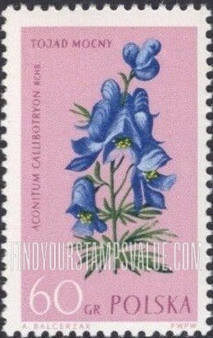 Flowers: Monkshood