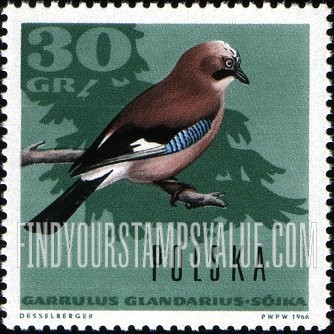 Forest Birds: Eurasian jay