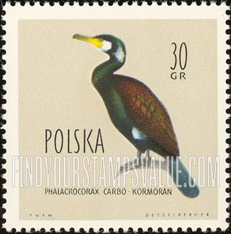 Birds: Great cormorant