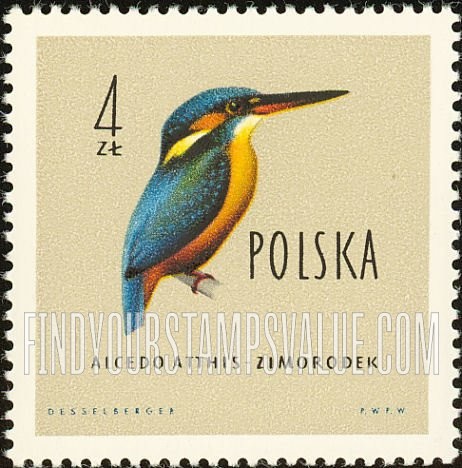 Birds: European kingfisher
