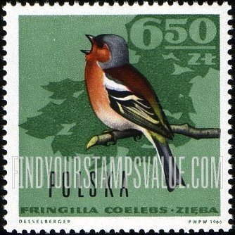 Forest Birds: Chaffinch