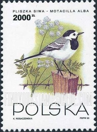 Birds: Motacilla alba