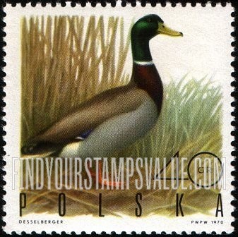 Game Birds: Mallard drake
