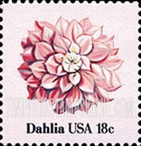 FLOWERS - Dahlia