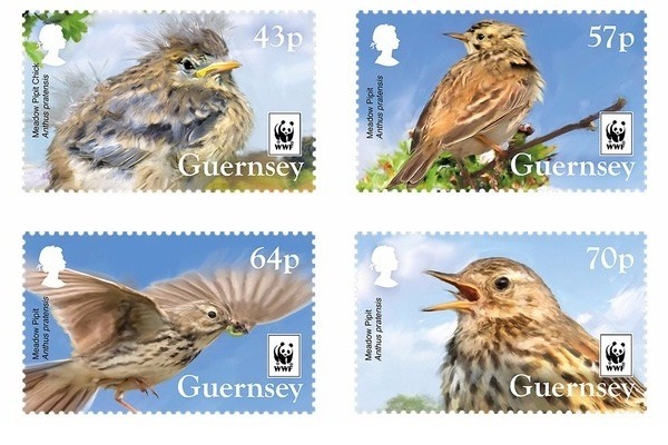 Guernsey Post is celebrating an endangered Bailiwick bird. 4 new stamps introduced